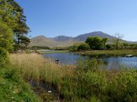 Schilfgürtel am Maladrolaun Lough - Connemara, Co. Galway